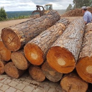 GLOBAL WOOD TRADE currently trading and offers different types of wood logs - Vinawood Vietnam Plywood